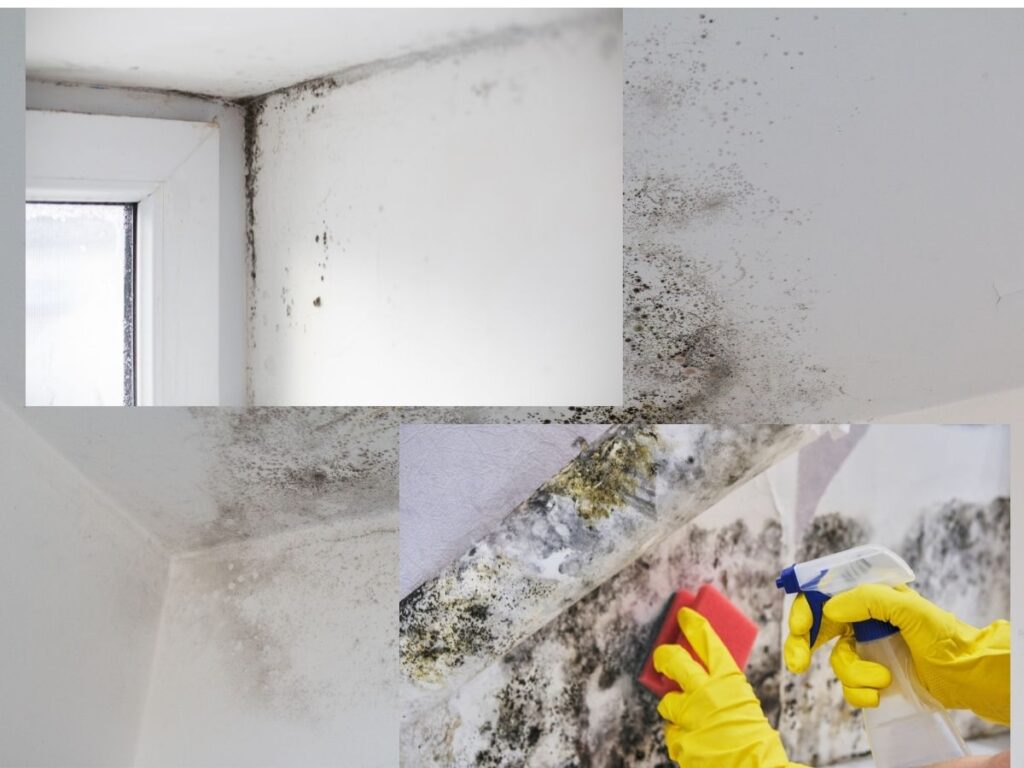 mold remediation new york