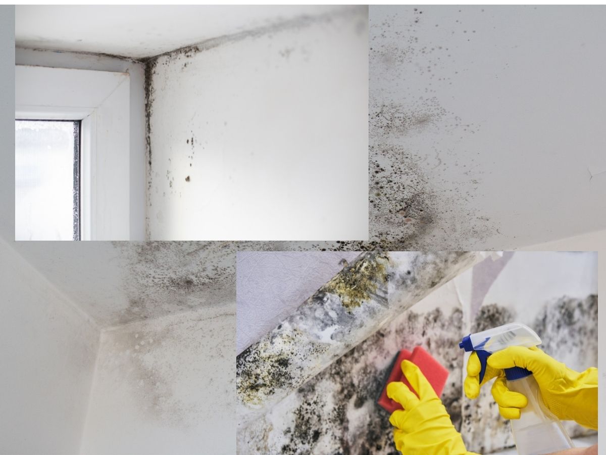 Mold Removal or Mold Remediation? What’s the Difference?